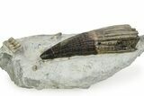 Rare, Fossil Ichthyosaur (T platyodon) Tooth in Situ - England #351034-2